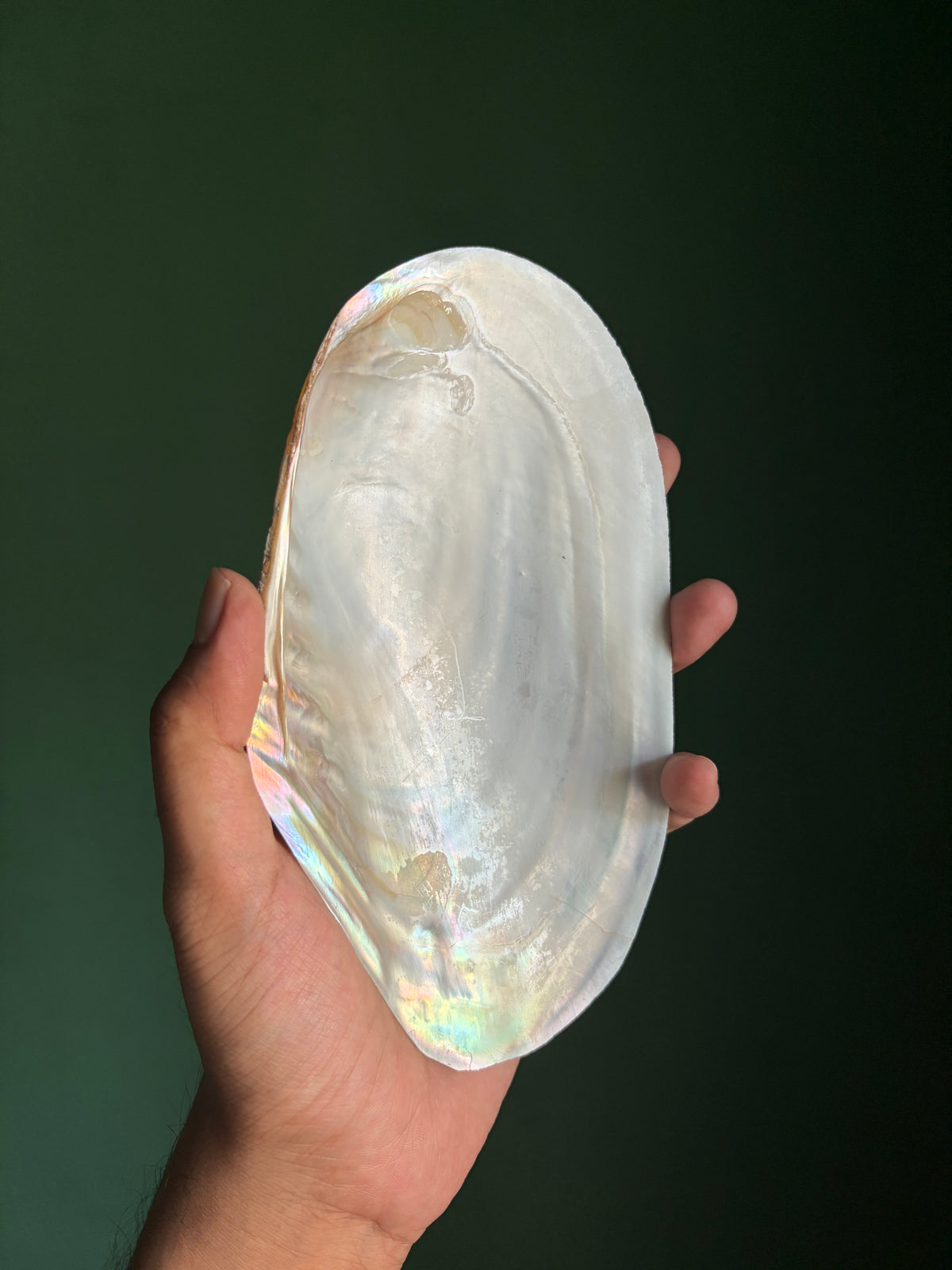 Mexican Abalone Shell