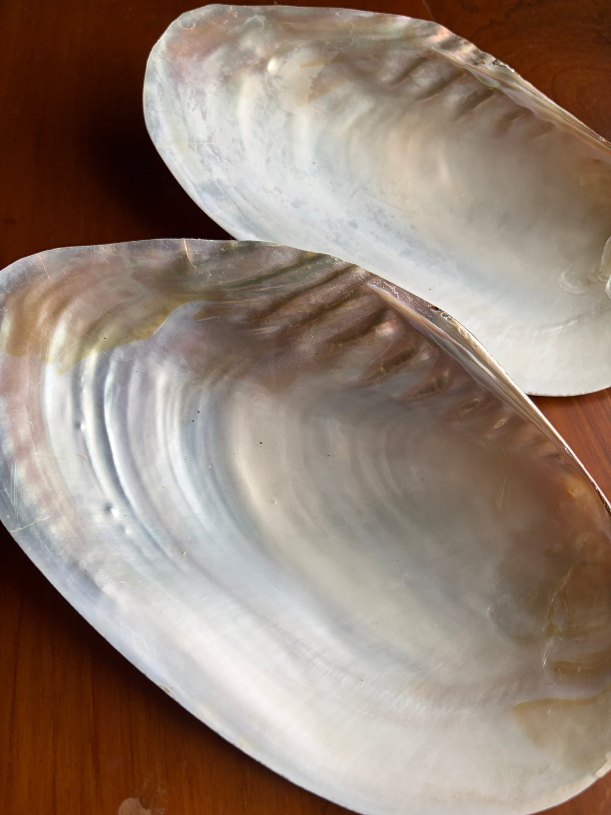 Mexican Abalone Shell