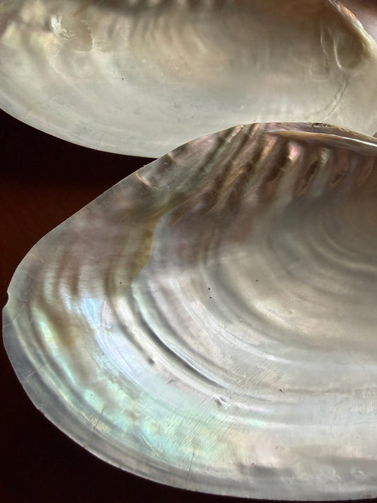 Mexican Abalone Shell