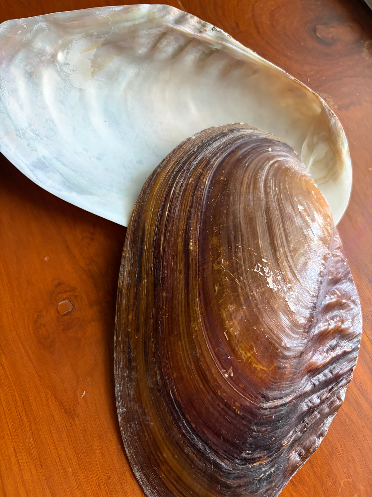 Mexican Abalone Shell