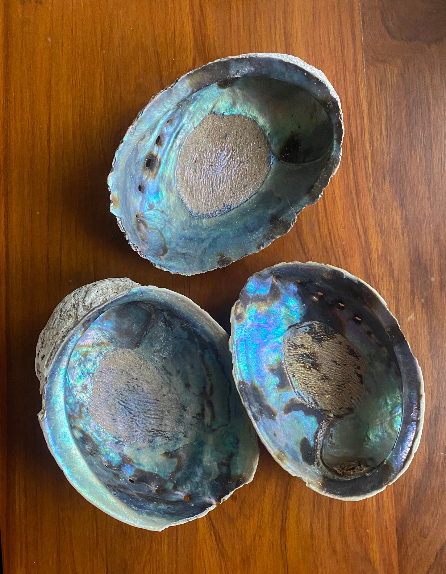 Mexican Abalone Shell