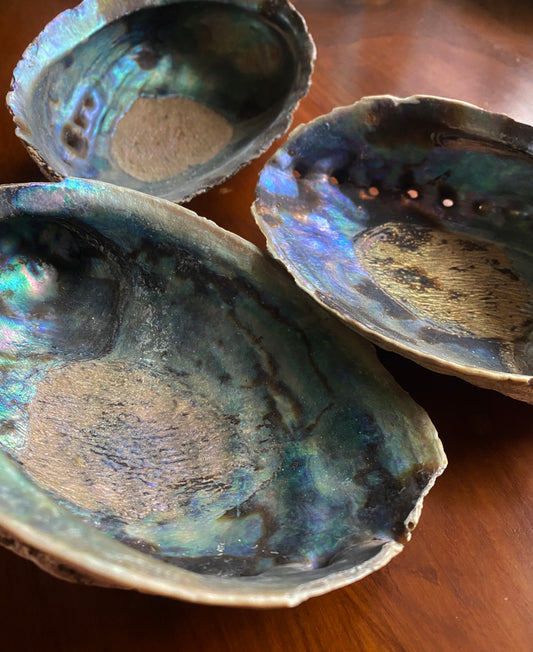 Mexican Abalone Shell